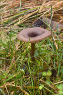 Image of Pseudoclitocybe cyathiformis (Bull.) Singer 1956