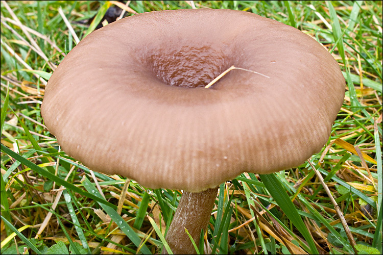 Imagem de Pseudoclitocybe cyathiformis (Bull.) Singer 1956