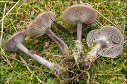 Imagem de Pseudoclitocybe cyathiformis (Bull.) Singer 1956