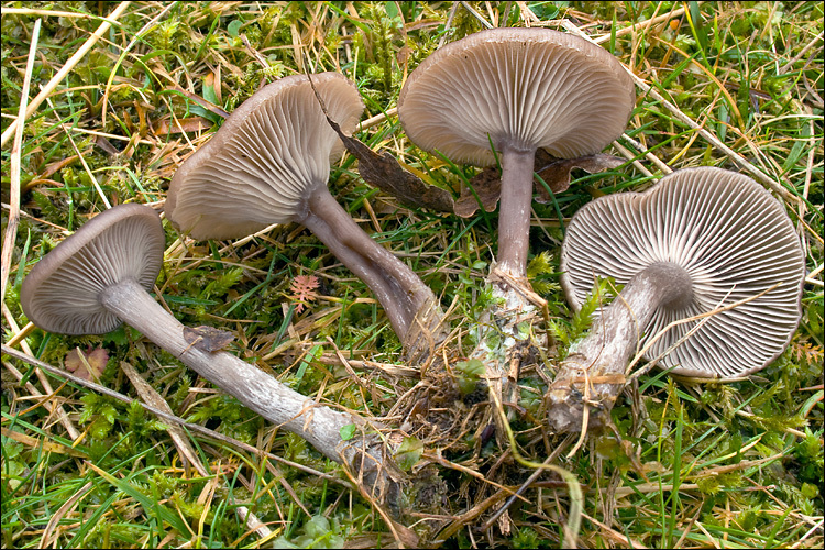 Imagem de Pseudoclitocybe cyathiformis (Bull.) Singer 1956