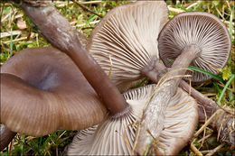 Imagem de Pseudoclitocybe cyathiformis (Bull.) Singer 1956