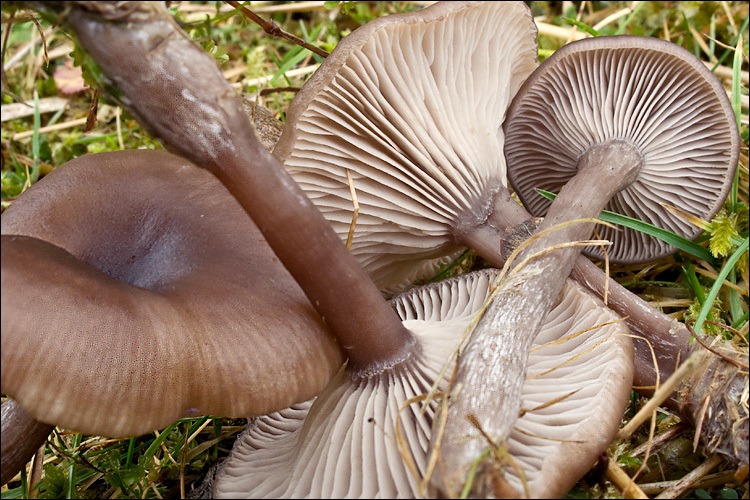 Imagem de Pseudoclitocybe cyathiformis (Bull.) Singer 1956