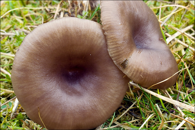 Image of Pseudoclitocybe cyathiformis (Bull.) Singer 1956