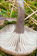 Image of Pseudoclitocybe cyathiformis (Bull.) Singer 1956