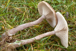 Image of Pseudoclitocybe cyathiformis (Bull.) Singer 1956