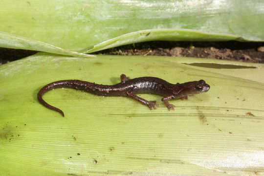 Chiropterotriton lavae (Taylor 1942)的圖片