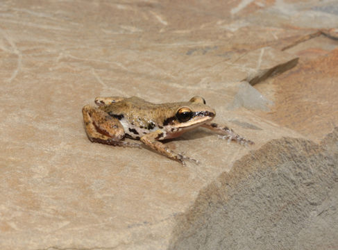 Image of White-lipped Peeping Frog