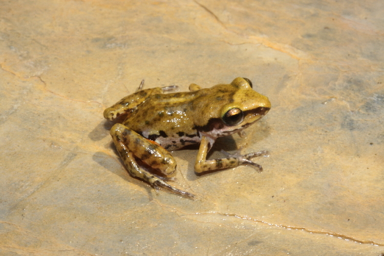 Image of White-lipped Peeping Frog