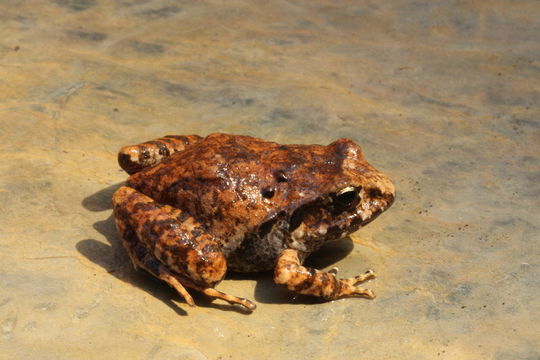 Image of Craugastor omiltemanus (Günther 1900)