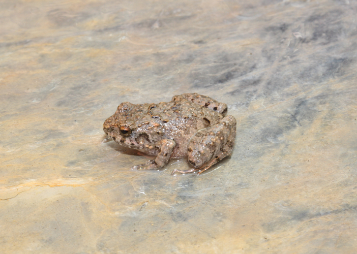 Image of Pygmy Free-fingered Frog