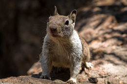 Image of California ground squirrel