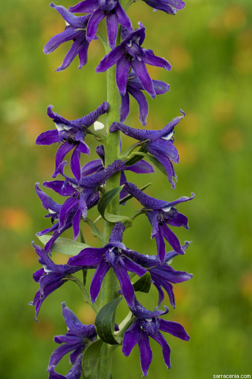 Sivun Delphinium glaucum S. Wats. kuva