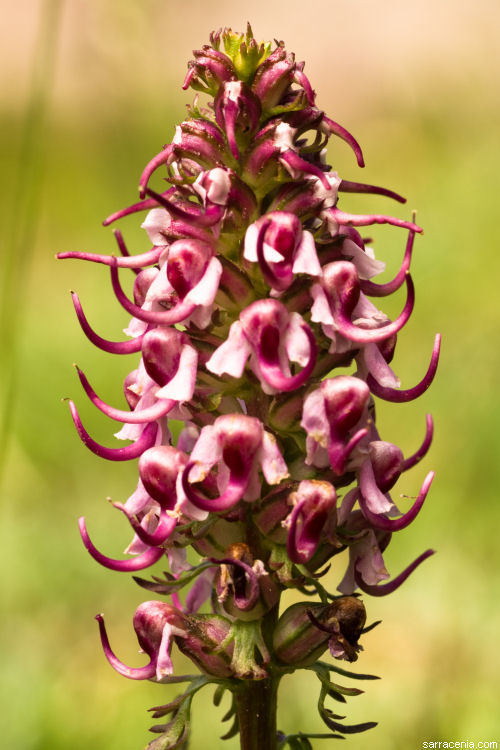 Imagem de Pedicularis groenlandica Retz.