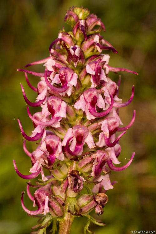 Imagem de Pedicularis groenlandica Retz.