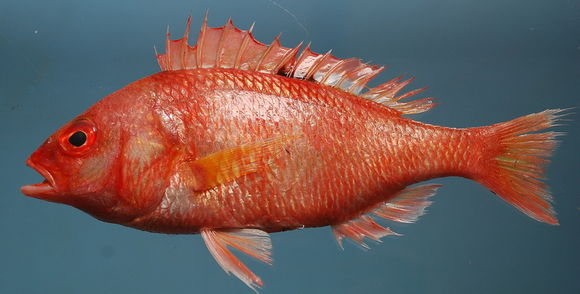 Image of Monocle bream