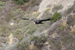 Image of California Condor