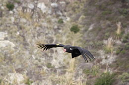 Image of California Condor