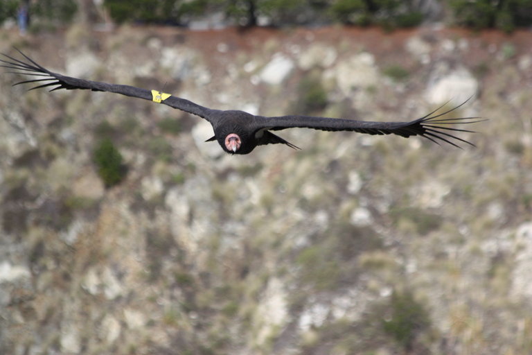 Image of California Condor