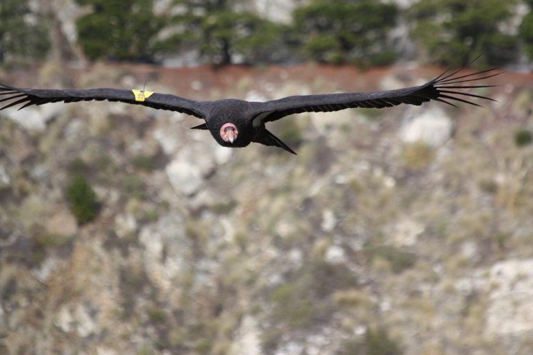 Image of California Condor