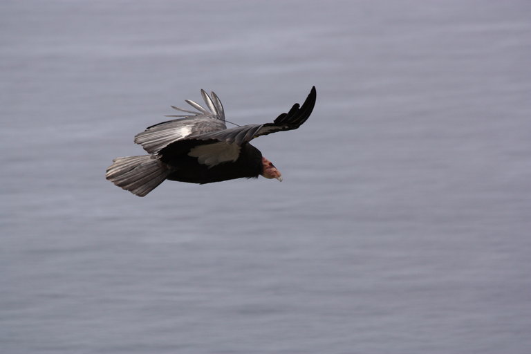 Image of California Condor