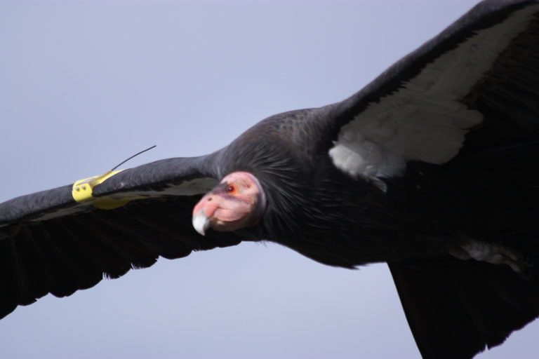 Image of California Condor