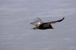 Image of California Condor