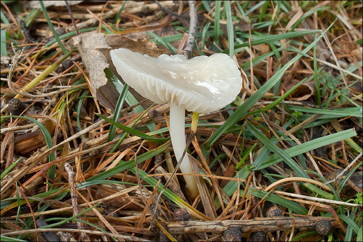 Image of <i>Marasmius wynnei</i>