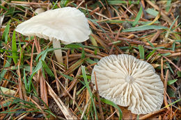 Image of <i>Marasmius wynnei</i>