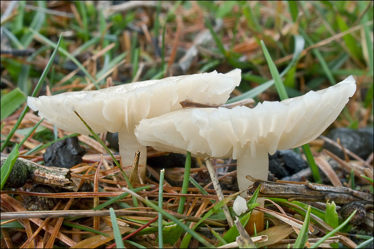 Image of <i>Marasmius wynnei</i>