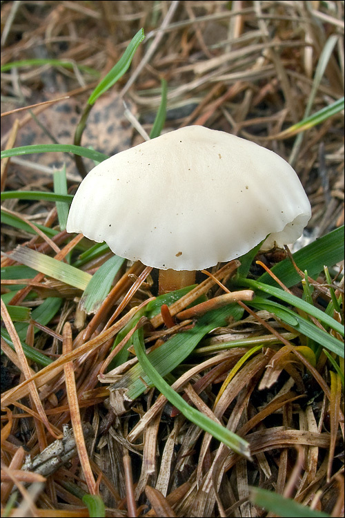 Image of <i>Marasmius wynnei</i>