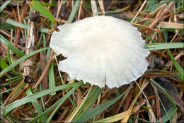 Image of <i>Marasmius wynnei</i>