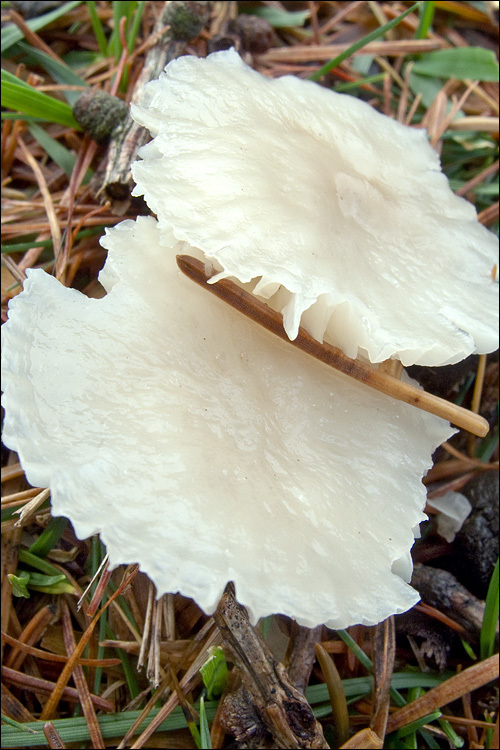 Image of <i>Marasmius wynnei</i>