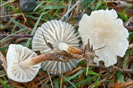 Image of <i>Marasmius wynnei</i>