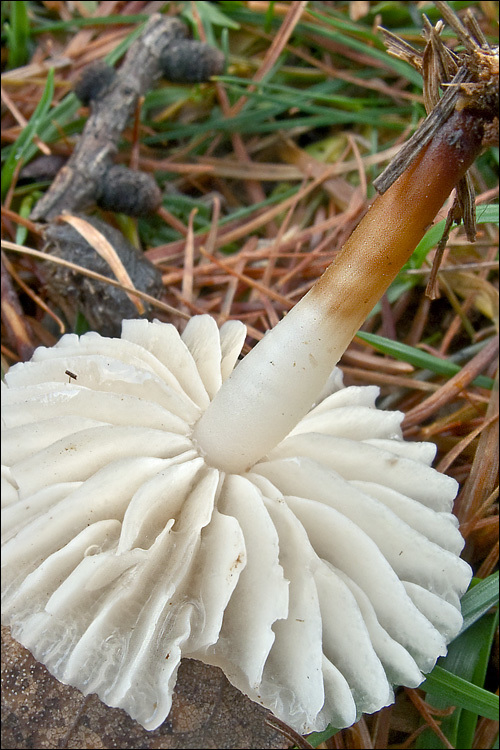 Image of <i>Marasmius wynnei</i>