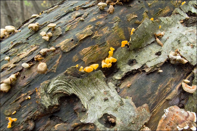 Imagem de Guepiniopsis buccina (Pers.) L. L. Kenn. 1959