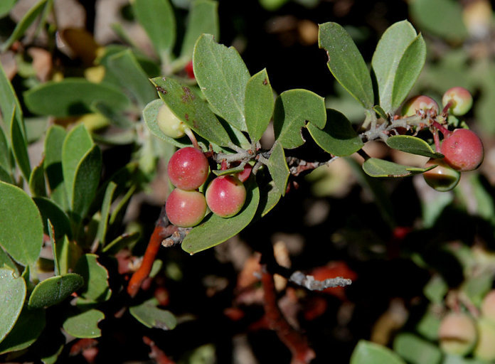 Imagem de Arctostaphylos nevadensis A. Gray