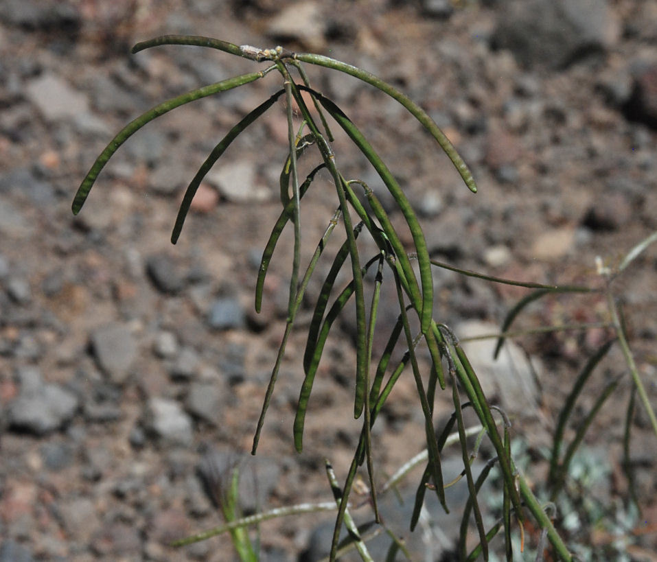 Image of Soldier Rockcress