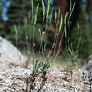 Image of Lyall's rockcress