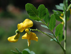 Colutea arborescens L. resmi