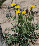 صورة Crepis intermedia A. Gray