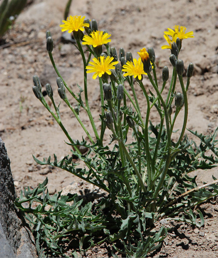 صورة Crepis intermedia A. Gray