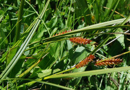 Imagem de Carex vesicaria L.