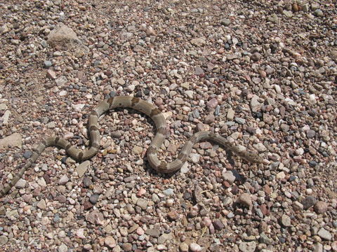 Image of Chihuahuan Desert Lyresnake