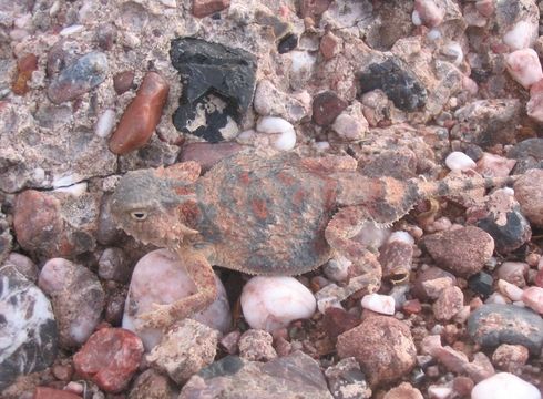 Image of Round-tailed Horned Lizard