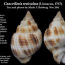 Image of Cancellaria Lamarck 1799