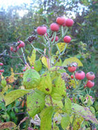 Image of climbing rose