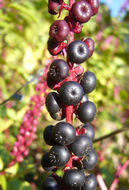 Image of tropical pokeweed