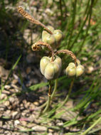 Image of Rio Grande Copper-Lily