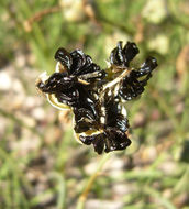 Image of Rio Grande Copper-Lily