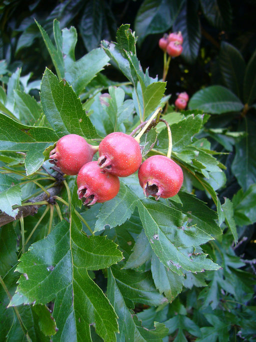 Image of Chinese Hawthorn